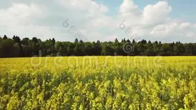 鸟瞰满是黄色油菜花的田野，用于<strong>菜籽油</strong>的生产。